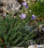 Linum alpinum -- Alpen-Lein